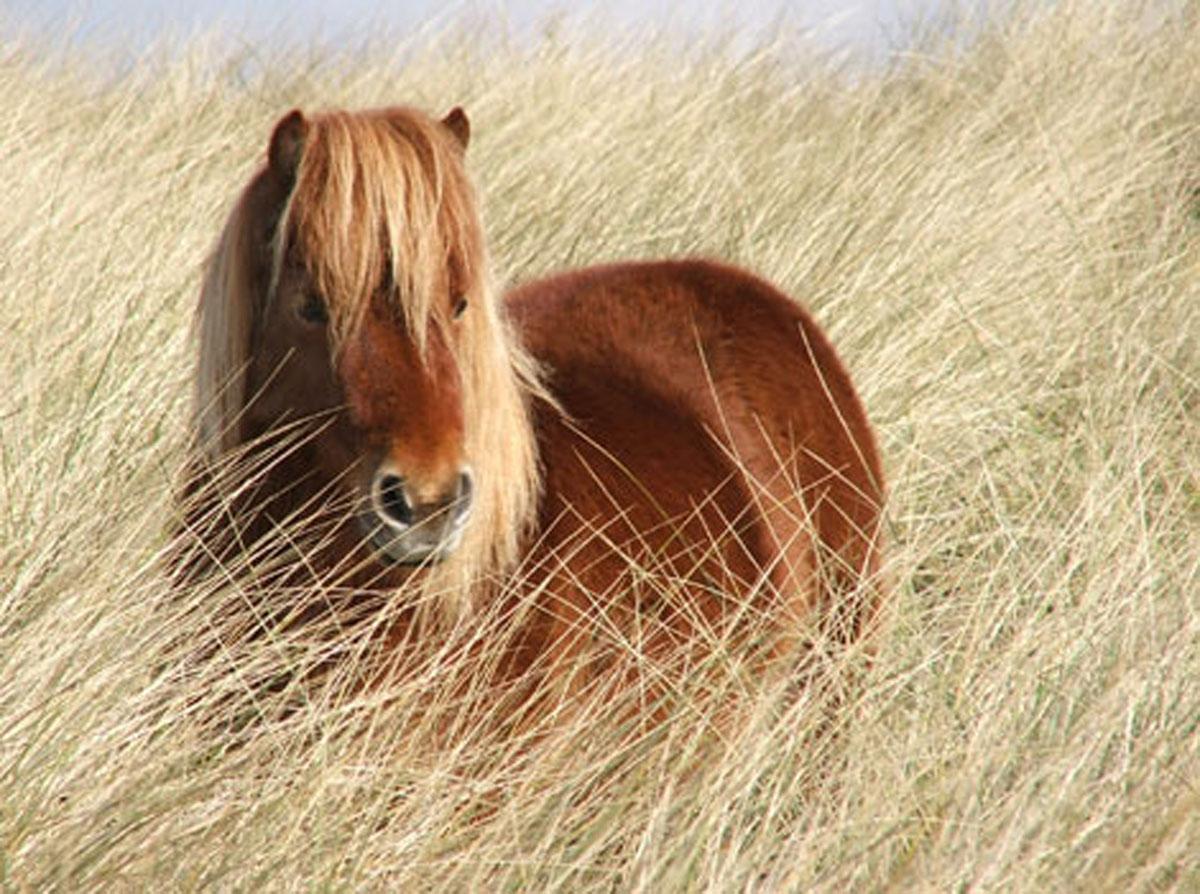 shetlandsky pony